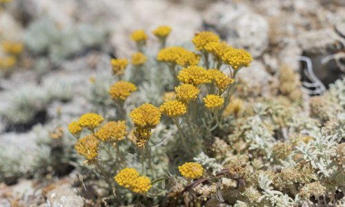 Otočanima puknuo film: Blokirat ćemo Krčki most!