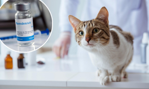 Preko zatvorenih Facebook grupa daju i po 10.000 dolara za lijek na bazi remedesivira kojim se liječe mačke