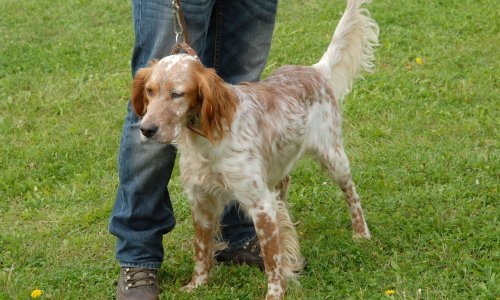 U BiH potvrđena pojava bjesnoće, prvi put nakon šest godina