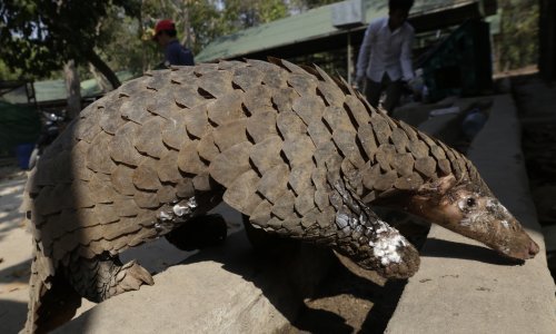 Pangolini u Kini dobili zaštićeni status poput panda