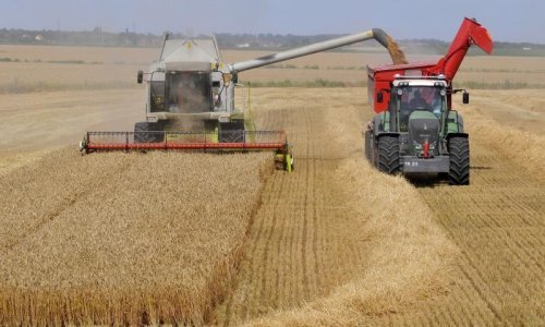 Ako pšenica bude ispod 1,25 kn/kg proizvođači će biti na gubitku