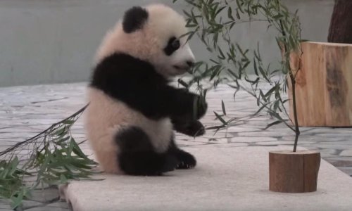 Čak i pande mogu imati loš dan