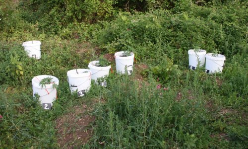 U zasjedi u Konavlima policija ulovila muškarca na plantaži marihuane
