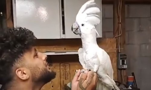 Vlasnik želi da njegov kakadu postane slavan i čini se da bi mu to moglo uspjeti