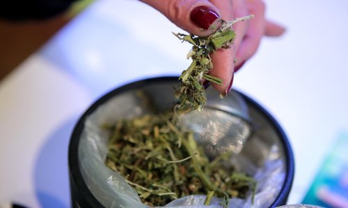 Industrijska konoplja kao posao iz snova: Počeo je s majkom, danas zapošljava sezonce