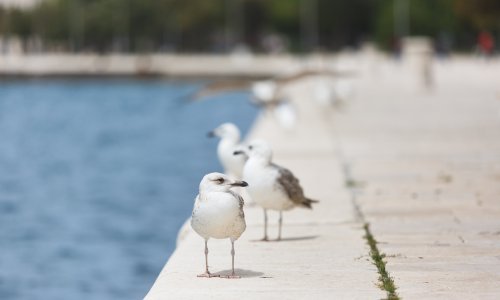 Čak 67 posto hrvatskih iznajmljivača nije prodalo nijedno noćenje