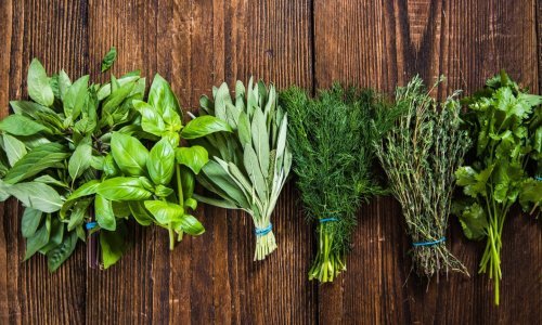 Volite svježe začine, ali ne znate u kojim jelima ih koristiti? Imamo nekoliko dobrih savjeta