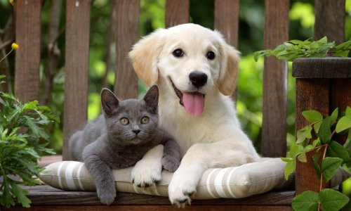 Psi i mačke ne mogu prenijeti koronavirus