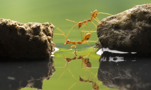 Fantastične fotografije kukaca približit će vam njihov mali svijet