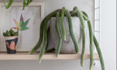 Ove sobne biljke svakom će životnom prostoru darovati poseban šarm