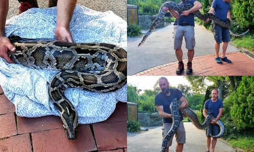 Uzgajao marihuanu u stanu, a piton dug 5,5 metara mu čuvao robu