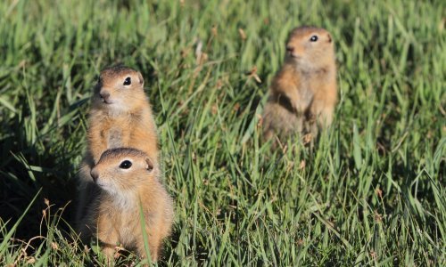 Kao da koronavirus nije bio dovoljan: Kina se bori s novim slučajevima bubonske kuge koju prenose zaraženi svisci