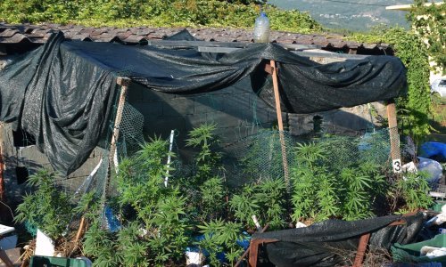 Dubrovačka policija u sedam dana ulovila 17 osoba s drogom; ističe se muškarac u Konavlima koji je oko kuće imao plantažu sa 101 stabljikom marihuane