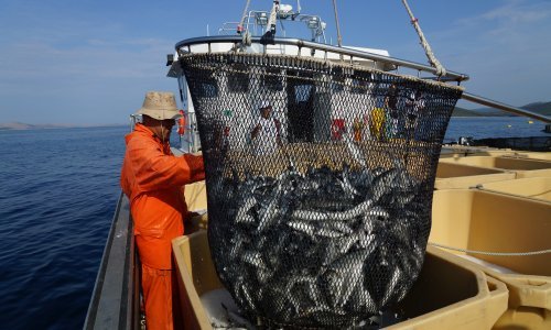 Cromaris povećao proizvodnju za pet puta i izvozi više od 70 posto
