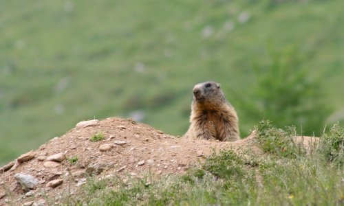 Ruska pokrajina testira glodavce nakon slučajeva kuge u Mongoliji