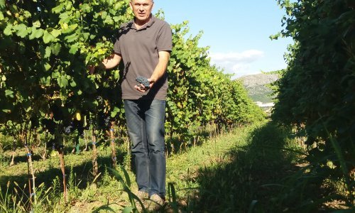 Vrgorski agronom i vinogradar Franić: Jedini način opstanka na tržištu je proizvodnja vina nadprosječne kvalitete