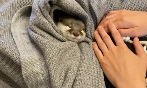 Upoznajte neodoljive vidre Hanu i Kotara