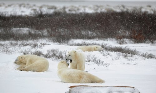 Polarni medvjedi mogli bi u potpunosti nestati do kraja stoljeća