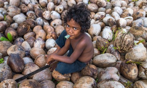 [FOTO] Omraženo palmino ulje manje je štetno za okoliš od kokosova, za kojim su svi poludjeli, a zbog maslinova u Europi ptice doslovce umiru pjevajući