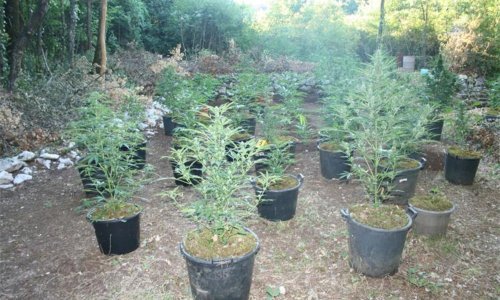 U šumarku kod Imotskog posadio 100 stabljiki marihuane