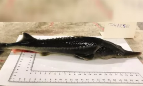 Znanstvenici slučajno stvorili novu vrstu: upoznajte mješanca veslokljunke i jesetre