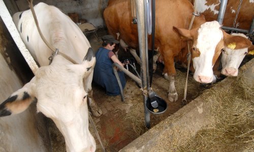 Dok se svi bave odlaskom Megglea, u Hrvatskoj se ove godine mljekarstvom prestalo baviti čak 500 farmera, a teško da će biti išta bolje dok litra mlijeka stoji koliko i litra vode