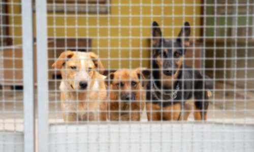 Udomljavanje pasa: upoznajte top pseće kandidate kojima je donirano 100 kg hrane