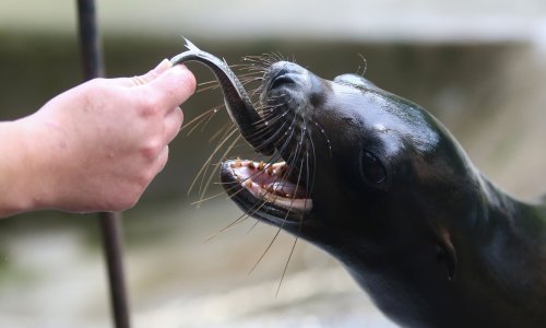 Iz zoološkog vrta u Zagrebu stižu tužne vijesti: Uginula morska lavica, a nakon nje i njezino mladunče