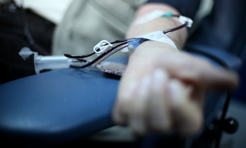 Argentina počela ispitivanja lijeka za covid-19 iz konjskog seruma