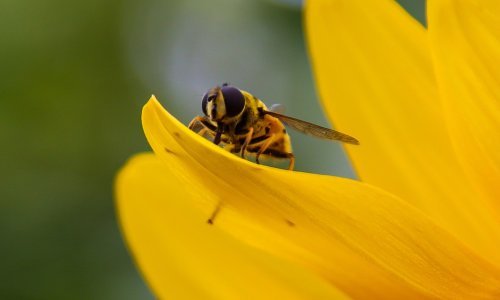 Manjak pčela već sad dovodi do nestašica hrane, upozoravaju stručnjaci