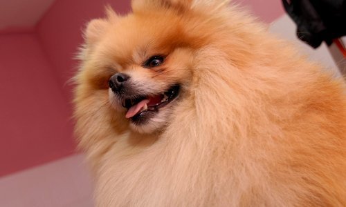 Ukrao dva njemačka špica, pilu i bicikl