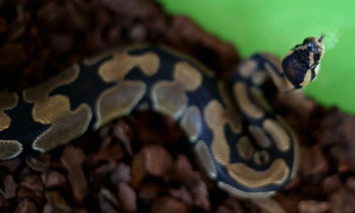 Nestao kraljevski piton: 'Ako uočite Zoe, ne strahujte. Najvjerojatnije ne bi učinila ništa, ali nemojte je dirati'