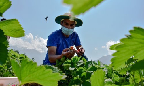 Za obnovu poljoprivrede na potresom pogođenim područjima 100 milijuna kuna