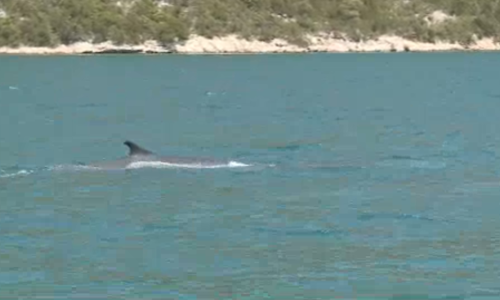 Kitovi u Malostonskom zaljevu zapanjili i najiskusnije ribare: 'Nisam mogao vjerovati'