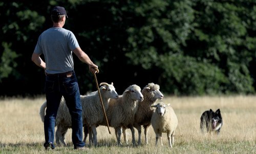 Pronađen nestali pastir kod Knina, dezorijentiran i s ogrebotinama