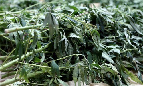 Uhićen Sinjanin zbog uzgoja 177 stabljika konoplje