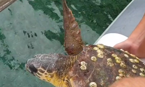 Ruđerovci izradili model procjene utjecaja progutane plastike na morske organizme