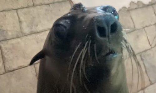 Ako vas ova morska lavica neće uspjeti nasmijati, nitko neće!