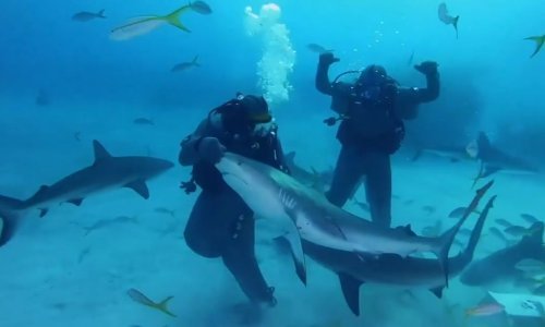 Mike Tyson odradio tri runde s morskim psom; pogledajte nevjerojatan video iz morskih dubina; jedna vijest razočarala fanove