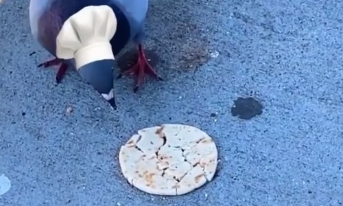 Ovi golubovi se pripremaju za sudjelovanje u 'MasterChefu'