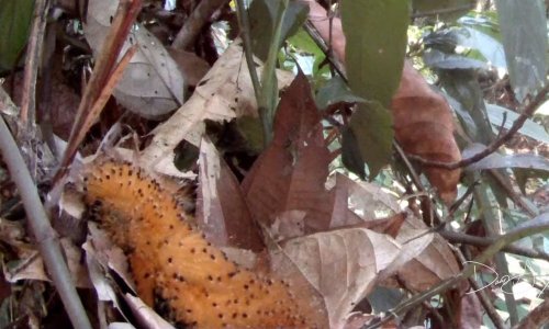 Ova ptičica kostimira se u gusjenicu kad joj majka nije u gnijezdu