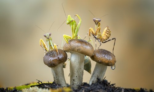 [FOTO] Pogledajte sjajne radove pobjednika natječaja amaterske fotografije