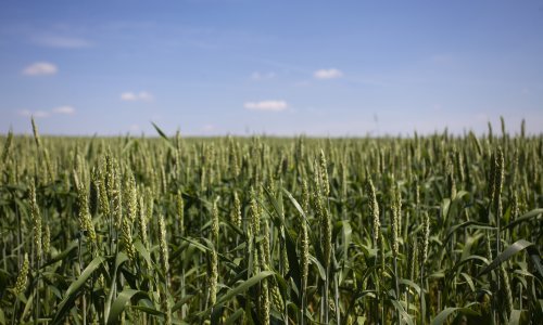 Vukovar dijeli poticaje poljoprivrednicima, maksimalno po 80.000 kuna