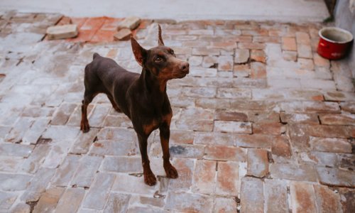 Doberman bez nadzora u Prelogu napadao slučajne prolaznike, na sreću nitko nije ozlijeđen