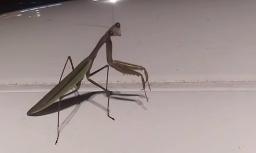 Čak se i kukcima može dogoditi bizarna nezgoda