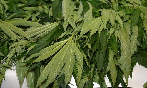 Samoborska policija otkrila plantažu marihuane u šumi kod Pavučnjaka