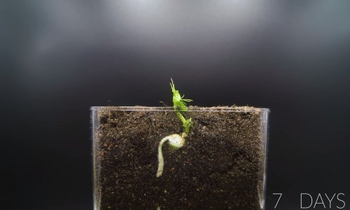 Gledanje boje koja se suši je dosadno, no može li se isto reći i za grašak koji raste?