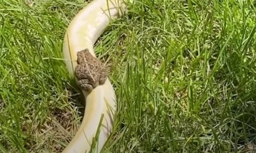 Domišljata žabica ulovila je zmiju koja ide u istom smjeru
