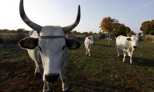 Volovi u istarskom auto-kampu nasrnuli na ljude