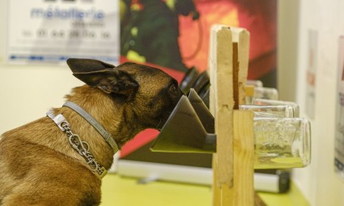 Psi mogu nanjušiti koronavirus iz znoja oboljele osobe. Dapače, prepoznaju bolest i prije pojave simptoma